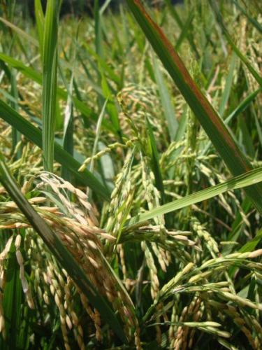 Rice growing